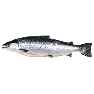 挪威智利三文鱼一整条带头鲑鱼新鲜冷冻鱼块鱼排鱼扒中段婴儿宝宝