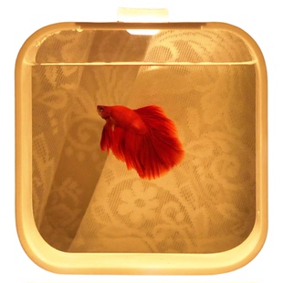 方形圆角泰国斗鱼缸桌面生态缸微景观办公迷你展示缸观赏鱼创意缸