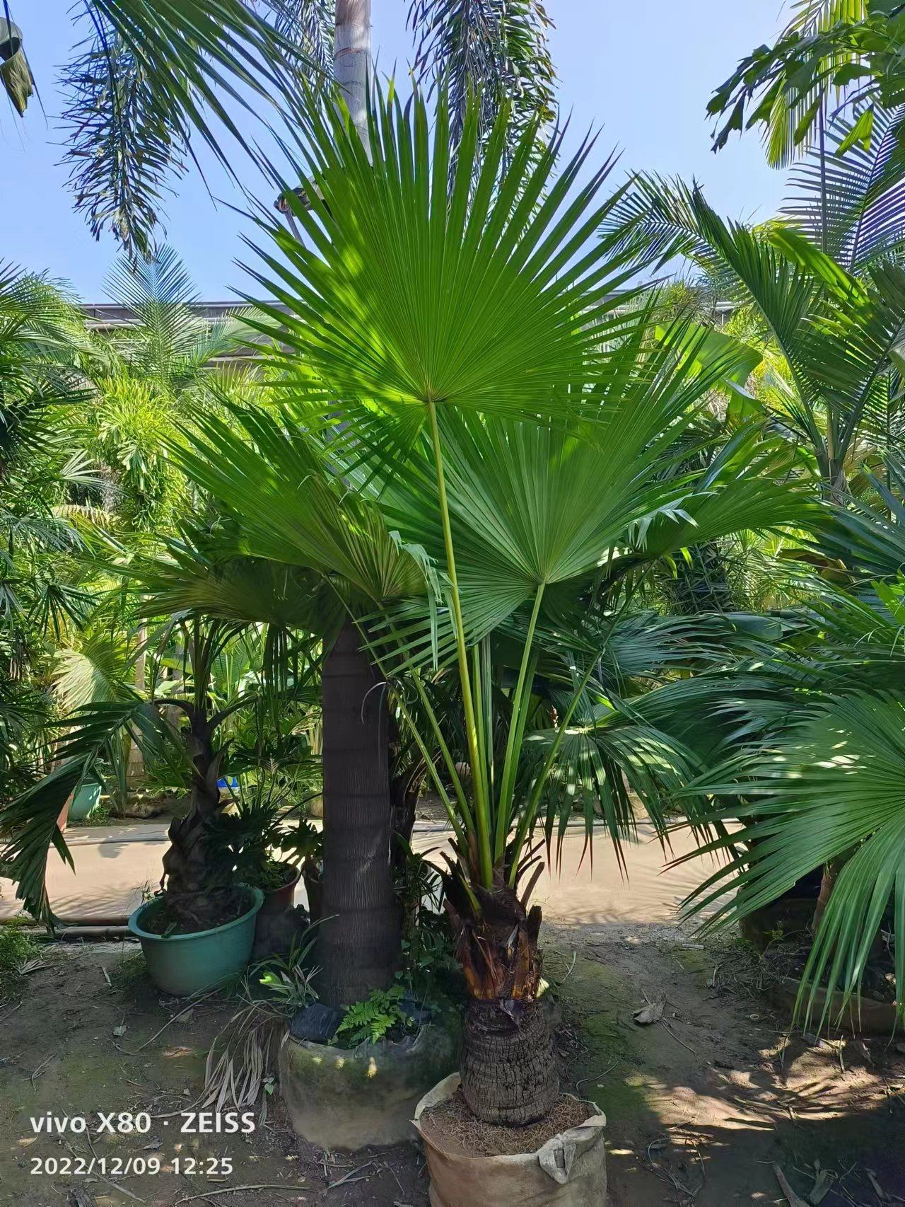 耐寒蒲葵植物棕榈科树扇叶室内外绿植四季长青大型观叶好养活网红