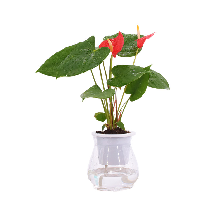 好养水培植物办公室白掌四季