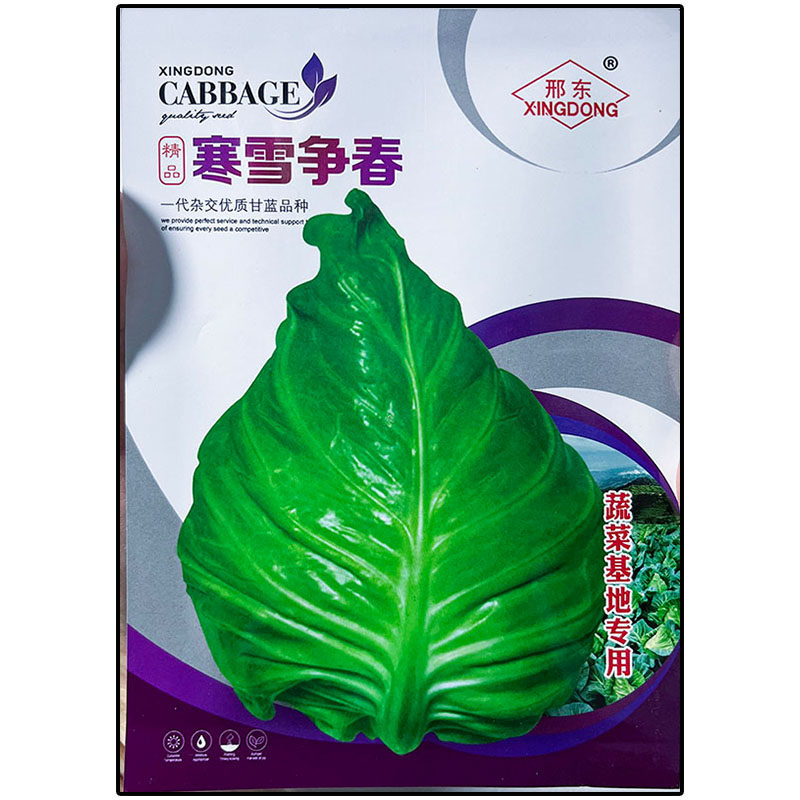 寒雪争春甘蓝牛心莲花白种子杂交