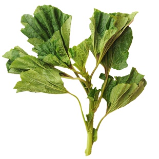 冬寒菜种子糯米冬苋菜种籽冬寒菜苗蔬菜种孑大全四川冬寒菜苗滑菜