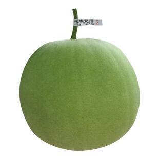 香芋小冬瓜种籽高产厚肉迷你冬瓜种子早熟圆形东瓜种春秋蔬菜种孑