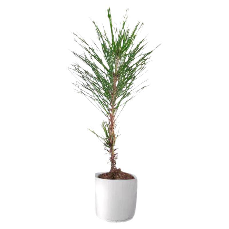 优质白皮松黑松树树苗耐寒植物四季常青庭院植物绿化盆栽苗圃直销