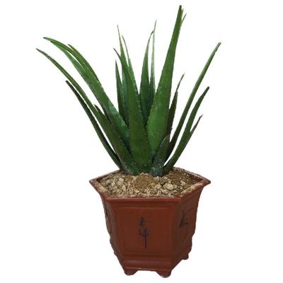 黄家库拉索芦荟灌肤专用叶子植物