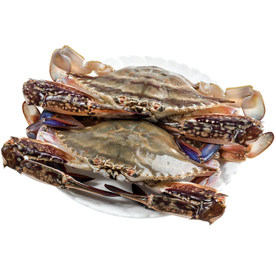 舟山冷冻大白蟹3斤装海鲜水产