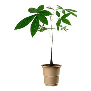 高杆发财树小盆栽室内绿植桌面客厅盆景四季好养活办公室植物摆件