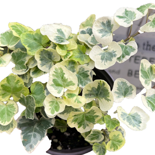 垂钓植物合集 雪莹 金边常春藤青白玉吊兰 叶蝉 千叶吊兰室内绿植