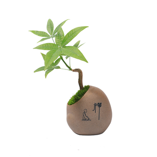 迷你创意发财树盆景办公室绿植桌面盆栽好养常青禅意茶台茶室植物