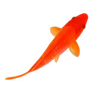 顺丰包邮锦鲤活鱼红白黄金淡水冷水观赏鱼活体好养易活金鱼景观鱼