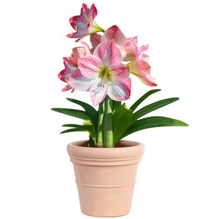 樱花朱顶红种球虹越进口大花单瓣园艺花卉种子多年生土培盆栽地栽