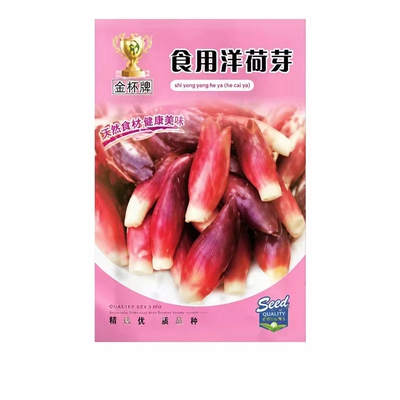 2026年当季新鲜洋荷种子正品食用洋荷芽种籽四季可种菜籽阳台盆栽