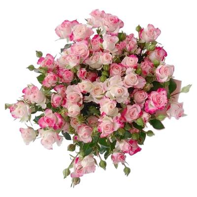 折射泡泡月季花苗多头玫瑰花