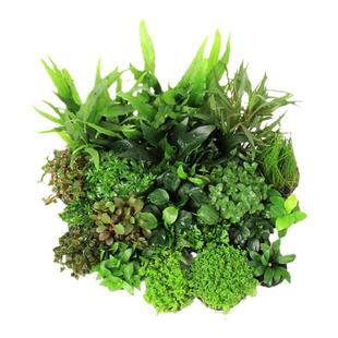 坨草锦集 鱼缸造景水草装饰真水草活体懒人草爬地迷你矮珍珠陀草