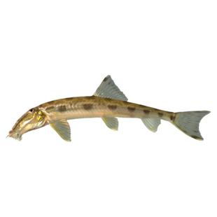 马面鼠鱼泰国进口翻砂工具鱼淡水观赏鱼小型钻沙冷水鱼原生鱼活体