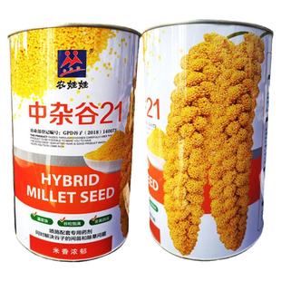 中杂谷21谷种子小米种子稻谷小香米粟米粘糯黄谷红谷种籽抗鸟害