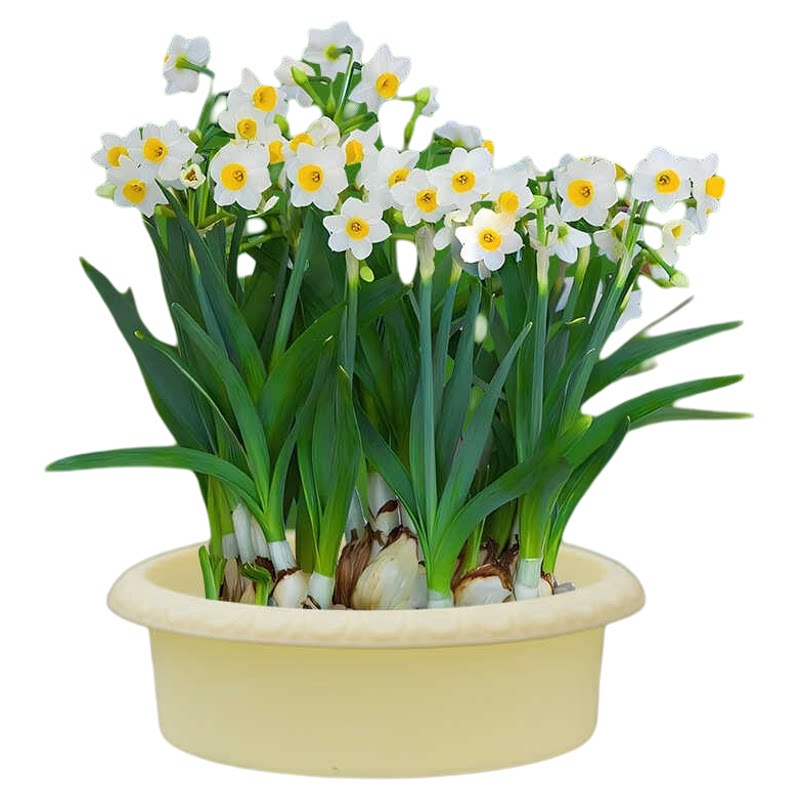 水仙花盆塑料树脂铜钱草水培睡莲