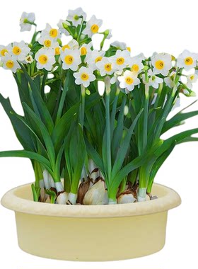 水仙花盆塑料树脂铜钱草水培睡莲