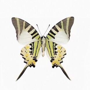 未展翅绿凤蝶原蝶真蝴蝶标本制作diy手工展翅材料A1/A-品质