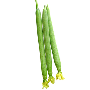 寿光蔬菜种子 荷兰美特中绿丝瓜F1 亩产4万斤耐运输 基地专用10g