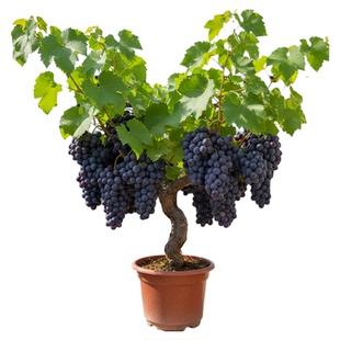 正宗葡萄树苖巨峰无籽阳光玫瑰爬藤蓝宝石老桩南北方种植当年结果