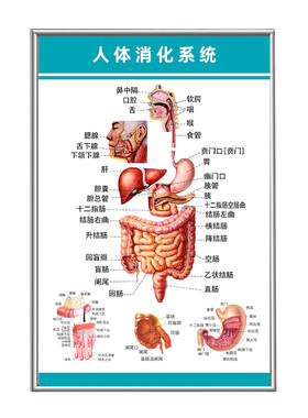 人体消化系统结构示意图海报