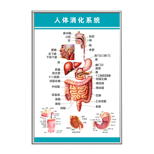 人体系统彩色解剖挂图消化系统结构示意图内脏器官医学宣传海报