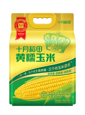 25年新玉米十月稻田黄糯玉米8根