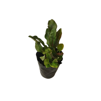 多年生宿根花卉鲁虹花卉