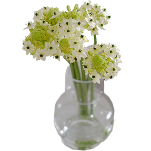 天鹅绒鲜花花束云南直发家用水培绿植伯利恒之星鲜切花虎眼万年青