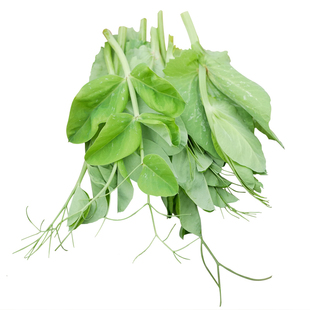 豌豆苗种子碗豆尖种籽豌豆专吃苗无须四季蔬菜孑豆种豆苗四川芽苗