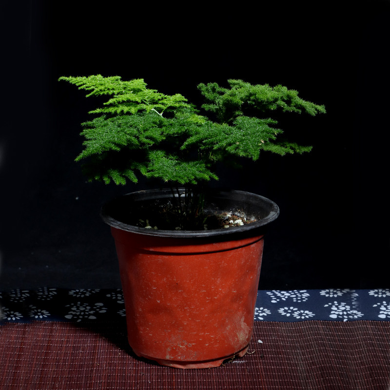 唐山矮生云竹文竹云松竹办公室内好养绿植桌面小盆栽包邮