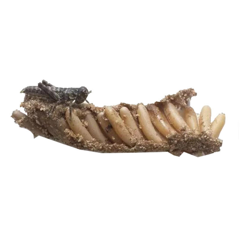 东亚飞蝗蝗虫卵蚂蚱卵蚂蚱苗蝗虫籽蝗虫种卵蝗虫种苗 出苗率高