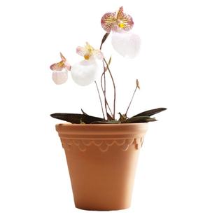 玉女兜兰带花苞硬叶金童卡特兰室内耐荫好养年宵花卉好运招财盆栽