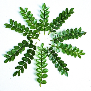 新鲜清香木蛋糕装饰叶日料西餐胡椒木烘焙摆饰咖啡饮料现采可食用