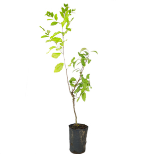 大青枣树苗 嫁接果苗金丝蜜枣苗 可盆栽地栽庭院种植当年挂果