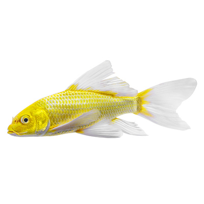 草金鱼活体纯种锦鲤中大型观赏鱼