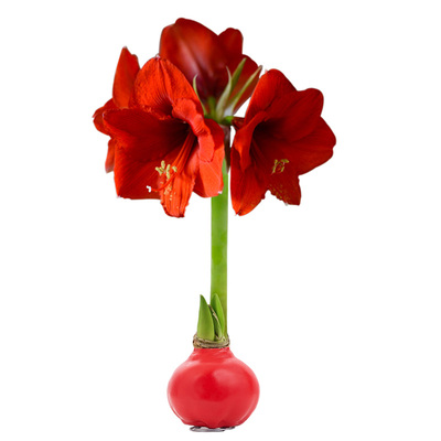 超大球原装进口朱顶红蜡球年宵花