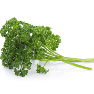 新鲜番西法香芹荷兰欧芹西洋芹摆盘酒楼装饰摆盘点缀新鲜蕃茜蔬菜