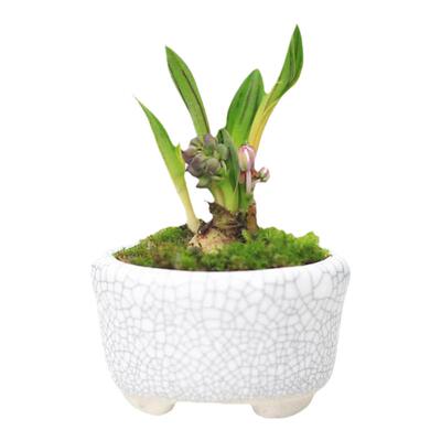 油点百合迷你拇指小盆景