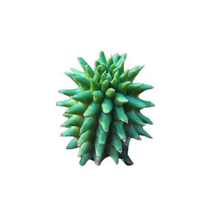 自根琉璃晃海胆柱大戟科多肉植物花卉绿植室内盆栽阳台四季好养