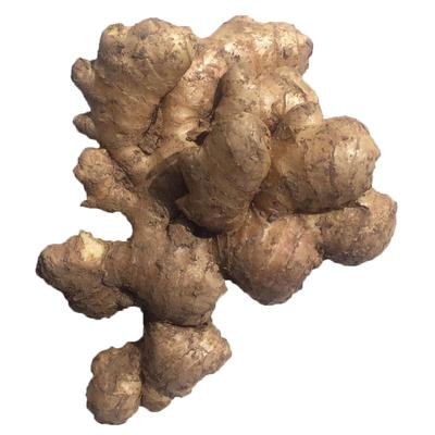 新鲜正宗博爱特产上庄原料生姜