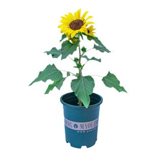 向日葵盆栽带花苞太阳花苗室内阳台室外开花植物绿植花卉鲜花种植