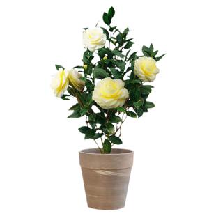 黄达山茶花盆栽黄色花稀少品种室内花卉植物办公阳台庭院名贵树苗