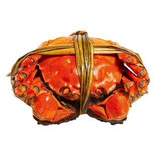 活蟹残蟹8只母蟹3.5-3.8两公蟹4.5-4.8两断脚断腿蟹固城湖大闸蟹