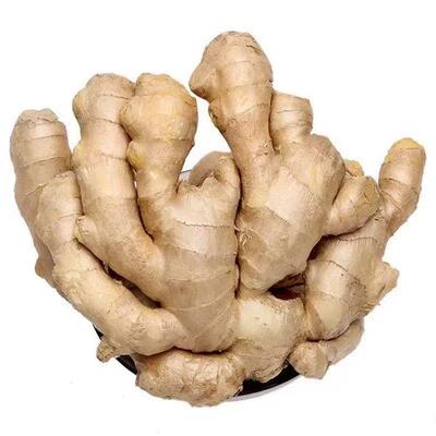山东大姜优质生姜老姜新鲜大黄姜精品块老生姜老黄姜包邮食用姜汁