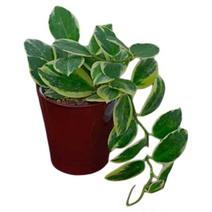 PHYSIS Hoya系 帕拉外锦球兰开花酷似羊蹄玉的好养热植大苗锦化植