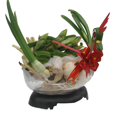 花盆水培水仙花铜钱草椭圆塑料