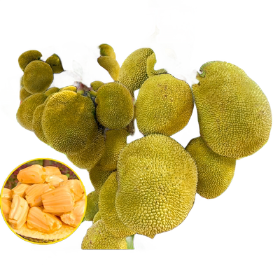 菠萝蜜树树苗嫁接果树清甜可口