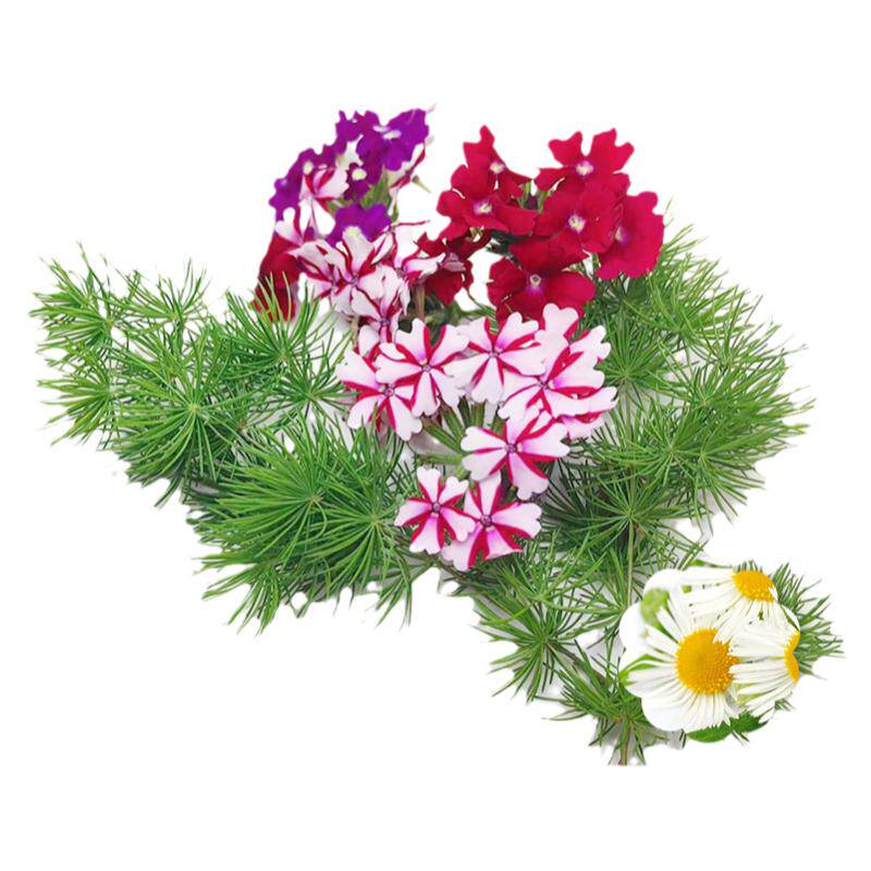 蓬莱松松叶摆盘装饰点缀绿植叶子